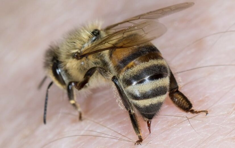 убод пчела за повећање пениса